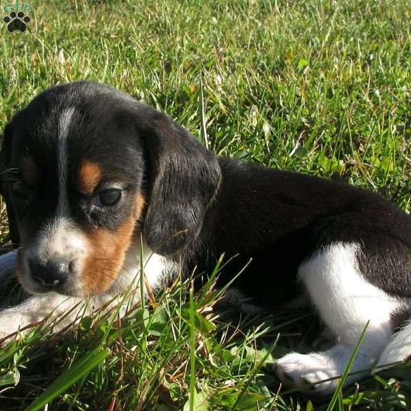 Lucy, Beagle Mix Puppy